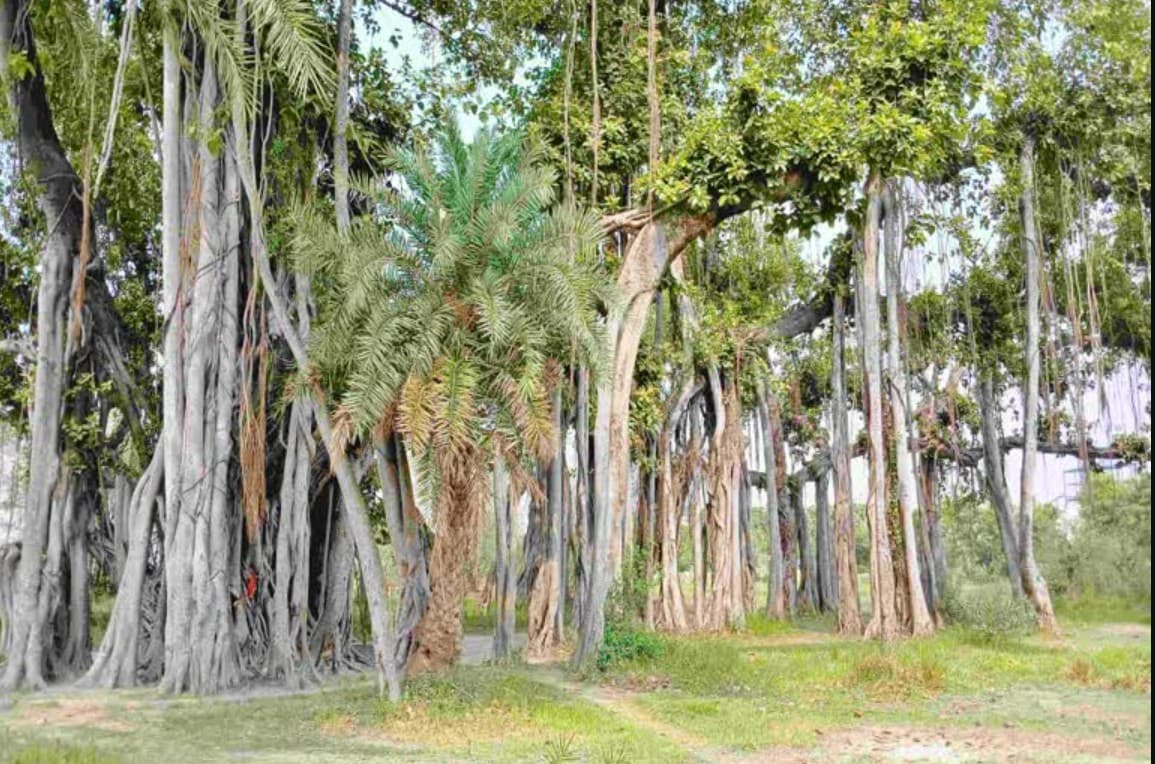 Bihar Virasat Vriksh: बिहार के इन 32 पेड़ों को मिला ‘विरासत’ का दर्जा, 150 साल तक जिंदा रह सकते हैं! 
