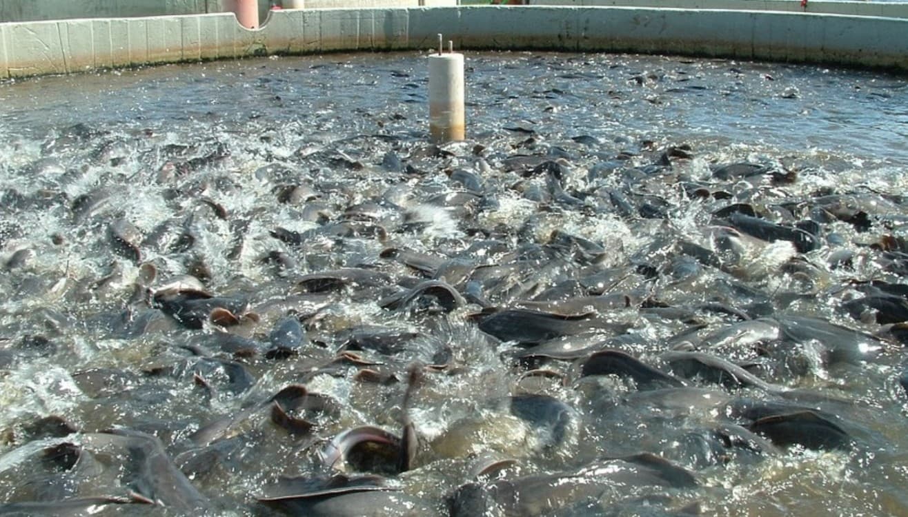 Fisheries Department: बिहार में तेजी से बन रहे हैं नए तालाब! मत्स्य निदेशक ने दिए सख्त निर्देश – अप्रैल तक खत्म हो जाएंगे सारे काम? जानें ज़िला-दर-ज़िला आंकड़े!