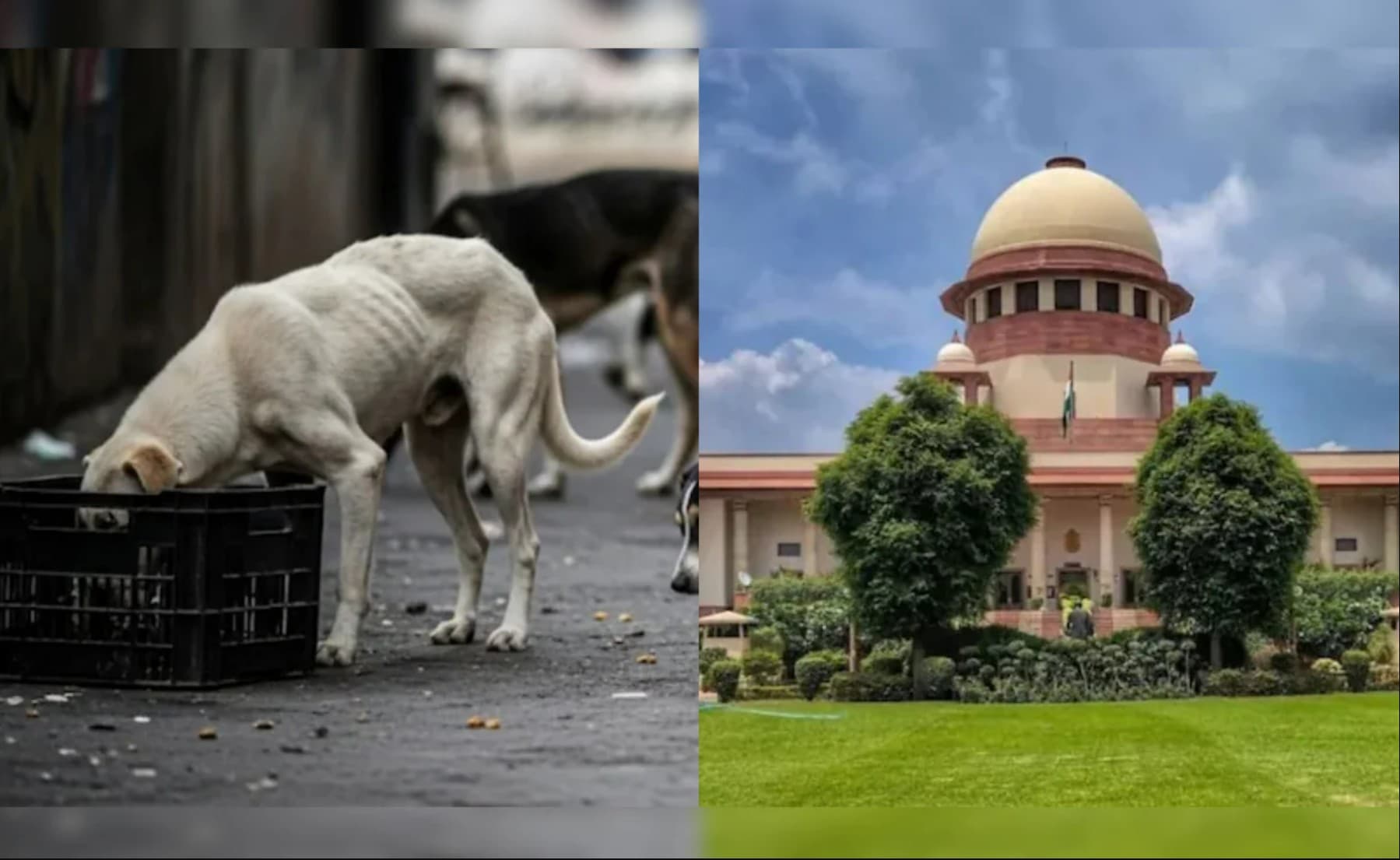 सुप्रीम कोर्ट का आज बड़ा फैसला: आवारा कुत्ते रहेंगे शेल्टर होम में या सड़क पर? जानें पूरा मामला