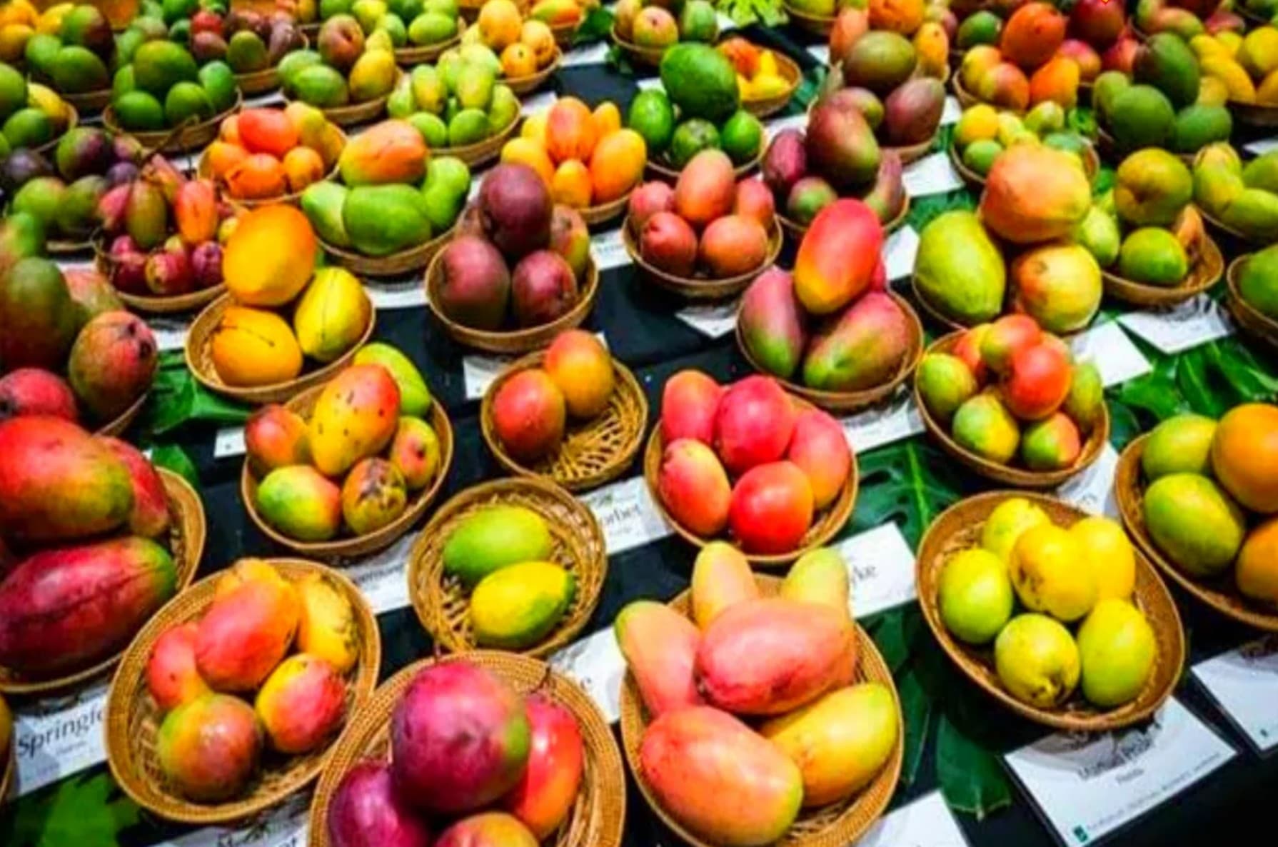Mango Festival 2025 Patna: CM नीतीश कुमार ने किया आम महोत्सव 2025 का उद्घाटन, ज्ञान भवन में जुटे 800 किसान