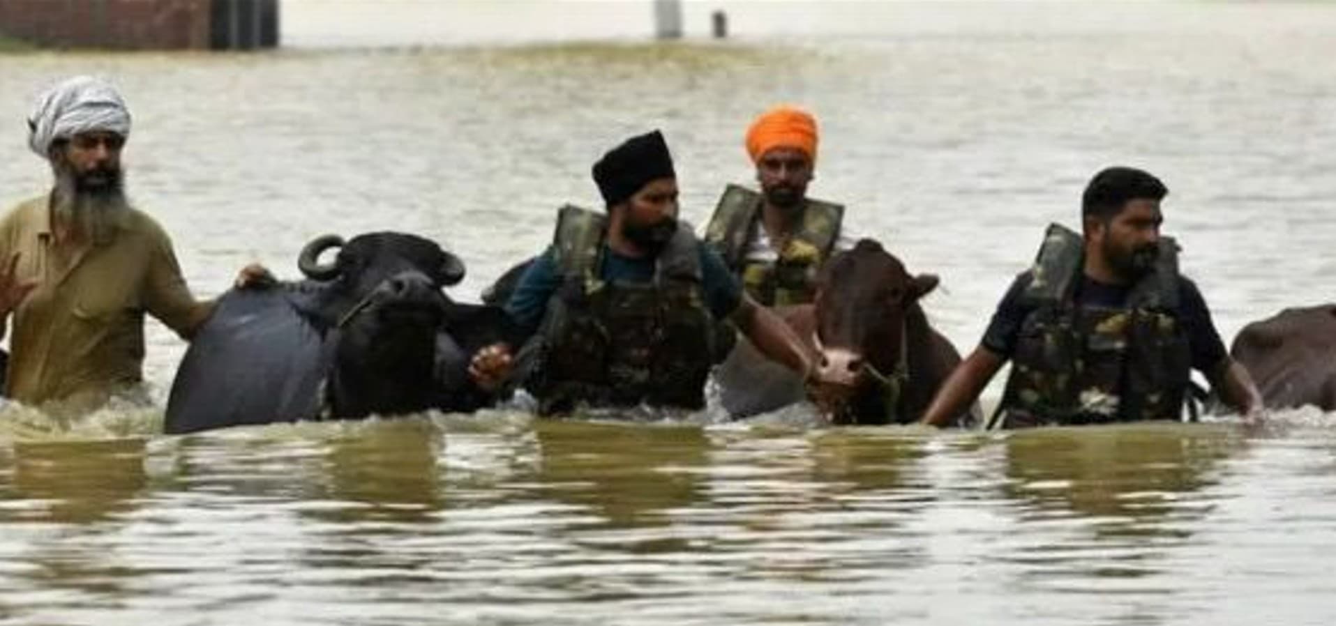 Punjab Flood Relief: CM मान सरकार ने सिर्फ 7 दिन में बचाए 1.75 लाख से ज़्यादा पशु, ‘गल-घोटू’ से किसानों की रोज़ी-रोटी सुरक्षित