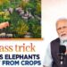नौगांव में हाथियों के लिए घास उगाकर ग्रामीणों ने किया अपना बचाव-मोदी