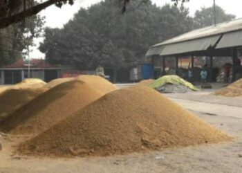 Bihar Paddy Procurement: बिहार में धान खरीद का नया रिकॉर्ड! 2024 में 30% ज्यादा खरीद, किसानों की बढ़ी आमदनी