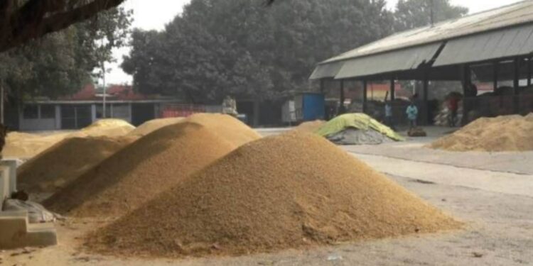 Bihar Paddy Procurement: बिहार में धान खरीद का नया रिकॉर्ड! 2024 में 30% ज्यादा खरीद, किसानों की बढ़ी आमदनी