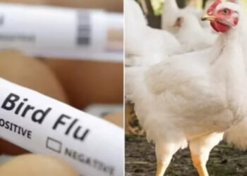 Bird Flu Alert: आंध्र प्रदेश और तेलंगाना में बर्ड फ्लू की दहशत, चिकन की कीमतों में भारी गिरावट, रेट गिरकर ₹30 kg हुई