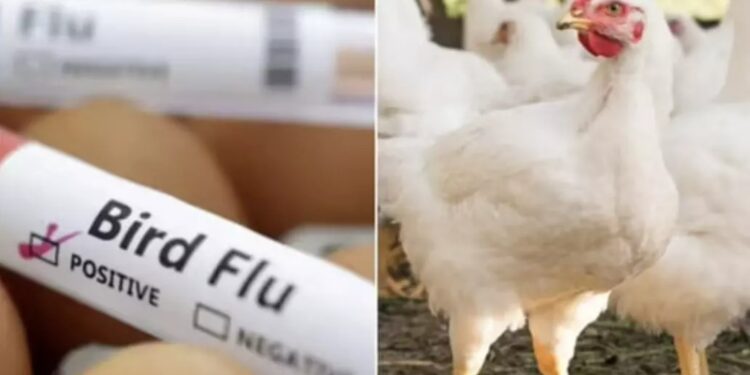 Bird Flu Alert: आंध्र प्रदेश और तेलंगाना में बर्ड फ्लू की दहशत, चिकन की कीमतों में भारी गिरावट, रेट गिरकर ₹30 kg हुई
