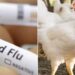 Bird Flu Alert: आंध्र प्रदेश और तेलंगाना में बर्ड फ्लू की दहशत, चिकन की कीमतों में भारी गिरावट, रेट गिरकर ₹30 kg हुई
