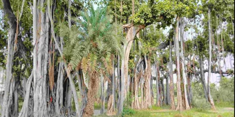 Bihar Virasat Vriksh: बिहार के इन 32 पेड़ों को मिला ‘विरासत’ का दर्जा, 150 साल तक जिंदा रह सकते हैं! 