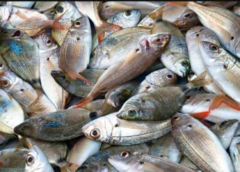 Bihar News Hindi: बिहार में मत्स्य क्रांति, औरंगाबाद के तालाब निर्माण में तेज़ी, अधिकारियों ने दिए चौंकाने वाले निर्देश!