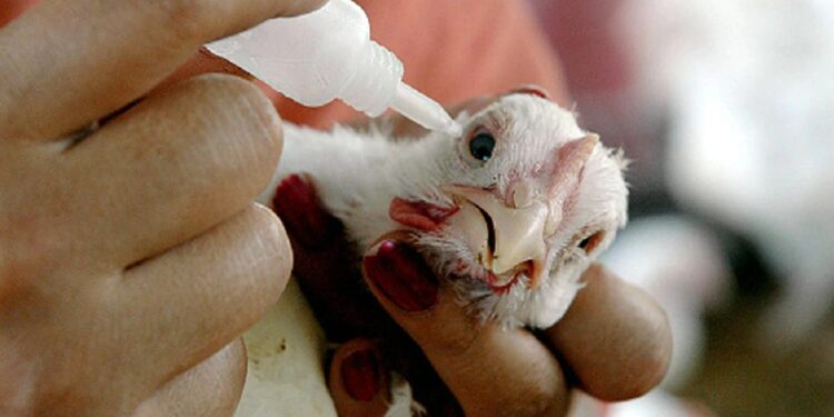 Bird Flu Alert: बर्ड फ्लू से बचने के लिए क्या करें? अंडे-चिकन को लेकर बरतें ये सावधानी