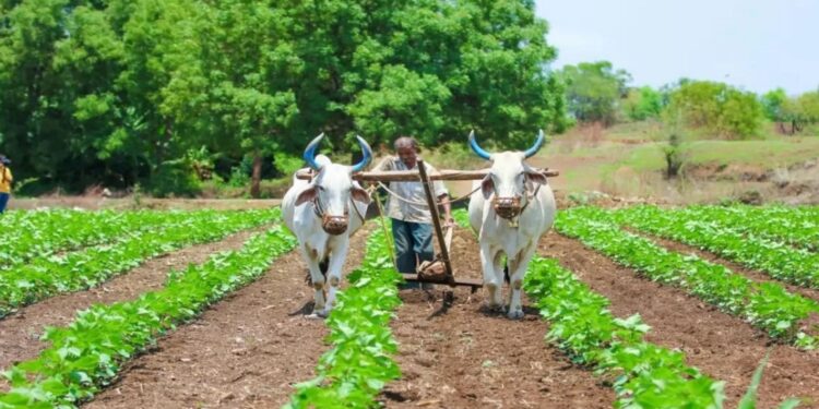 Bihar Farmers Scheme 2025: बिहार में सहकारी समितियों की बल्ले-बल्ले! अमित शाह करेंगे बड़े ऐलान, पैक्स में जन औषधि और बैंकिंग का तोहफा!