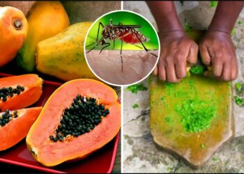 Dengue Treatment Home Remedy: डेंगू-मलेरिया का दुश्मन है पपीते का पत्ता! जानें कैसे एक चम्मच रस से बढ़ती है प्लेटलेट्स और इम्यूनिटी”