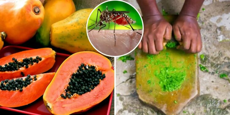 Dengue Treatment Home Remedy: डेंगू-मलेरिया का दुश्मन है पपीते का पत्ता! जानें कैसे एक चम्मच रस से बढ़ती है प्लेटलेट्स और इम्यूनिटी”