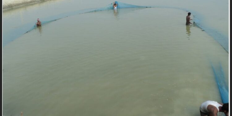 Fish Farming Tips April Bihar: गर्मी में मछलियों की देखभाल जरूरी! अप्रैल में करें ये 7 काम वरना हो सकता है भारी नुकसान – जानिए विशेषज्ञ की सलाह