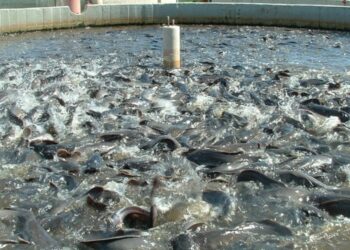 Fisheries Department: बिहार में तेजी से बन रहे हैं नए तालाब! मत्स्य निदेशक ने दिए सख्त निर्देश – अप्रैल तक खत्म हो जाएंगे सारे काम? जानें ज़िला-दर-ज़िला आंकड़े!