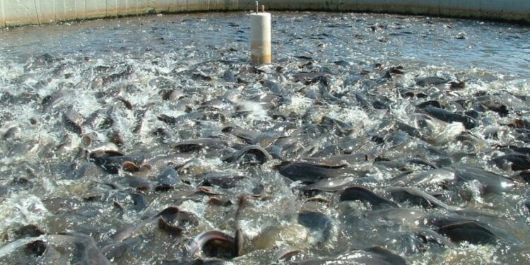 Fisheries Department: बिहार में तेजी से बन रहे हैं नए तालाब! मत्स्य निदेशक ने दिए सख्त निर्देश – अप्रैल तक खत्म हो जाएंगे सारे काम? जानें ज़िला-दर-ज़िला आंकड़े!