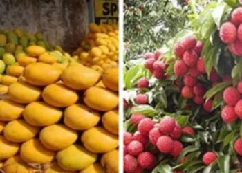 Bihar Horticulture Subsidy 2025: बिहार में बागवानी से चमकेंगे किसान! आम-लीची पर 50% और केला-पपीता पर 75% अनुदान, ड्रिप-स्प्रिंकलर पर भी भारी छूट