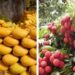 Bihar Horticulture Subsidy 2025: बिहार में बागवानी से चमकेंगे किसान! आम-लीची पर 50% और केला-पपीता पर 75% अनुदान, ड्रिप-स्प्रिंकलर पर भी भारी छूट