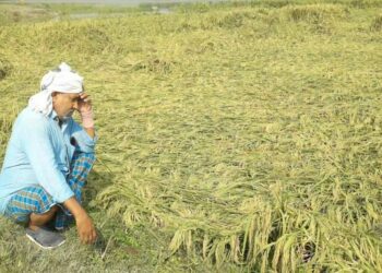 Bihar Kisan Relief: आँधी-बारिश से फसलें तबाह, किसानों को तुरंत मिलेगा मुआवज़ा – डिप्टी CM का बड़ा ऐलान!