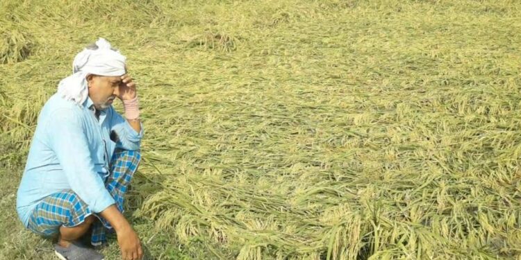 Bihar Kisan Relief: आँधी-बारिश से फसलें तबाह, किसानों को तुरंत मिलेगा मुआवज़ा – डिप्टी CM का बड़ा ऐलान!