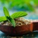Tulsi Benefits: हर दिन खाएं तुलसी के 5 पत्ते और देखिए चमत्कार! वैज्ञानिक भी मान गए इसके चमत्कारी फायदे
