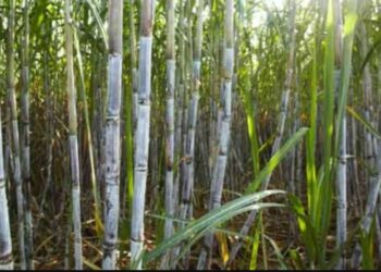 Bihar Sugarcane Research Center: बिहार के पूसा में बनेगा अंतरराष्ट्रीय गन्ना रिसर्च सेंटर, किसानों को मिलेगा हाईटेक बीज और तकनीक!