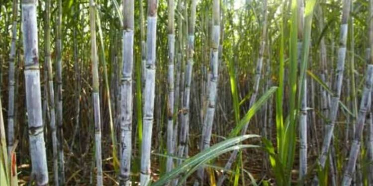 Bihar Sugarcane Research Center: बिहार के पूसा में बनेगा अंतरराष्ट्रीय गन्ना रिसर्च सेंटर, किसानों को मिलेगा हाईटेक बीज और तकनीक!