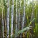 Bihar Sugarcane Research Center: बिहार के पूसा में बनेगा अंतरराष्ट्रीय गन्ना रिसर्च सेंटर, किसानों को मिलेगा हाईटेक बीज और तकनीक!