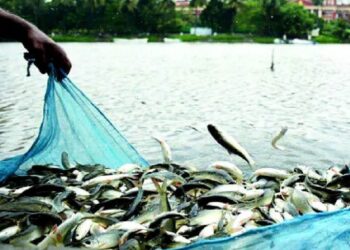 Bihar Matsya Vibhag News: बिहार से विदेशों तक जाएगी मछली! सरकार ने बनाई एक्सपोर्ट यूनिट की खास योजना