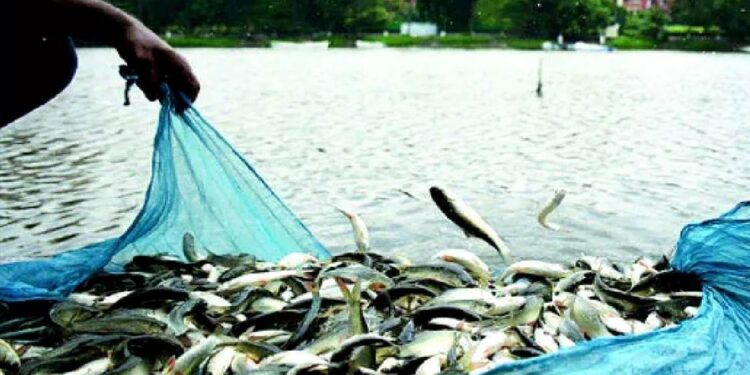 Bihar Matsya Vibhag News: बिहार से विदेशों तक जाएगी मछली! सरकार ने बनाई एक्सपोर्ट यूनिट की खास योजना