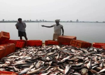 Bihar Fisheries Scheme: बिहार में मत्स्य उत्पादन को नई रफ्तार! कोसी और पूर्णिया क्षेत्र में FPO की समीक्षा बैठक में हुए बड़े फैसले