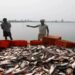 Bihar Fisheries Scheme: बिहार में मत्स्य उत्पादन को नई रफ्तार! कोसी और पूर्णिया क्षेत्र में FPO की समीक्षा बैठक में हुए बड़े फैसले