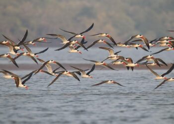 Asian Aaterbird Census 2025: बिहार बना देश के लिए मिसाल! एशियाई जलपक्षी गणना बैठक में conservation मॉडल की सराहना