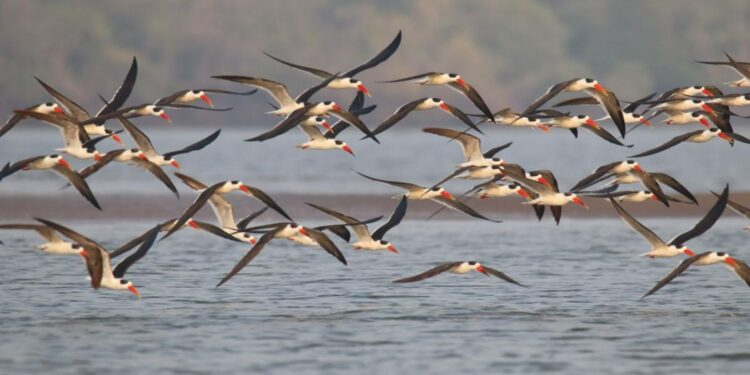 Asian Aaterbird Census 2025: बिहार बना देश के लिए मिसाल! एशियाई जलपक्षी गणना बैठक में conservation मॉडल की सराहना