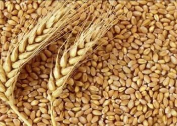 Bihar Gehu MSP 2025: बिहार में गेहूं बेचने का सुनहरा मौका! 15 जून तक MSP पर खरीद, 48 घंटे में भुगतान