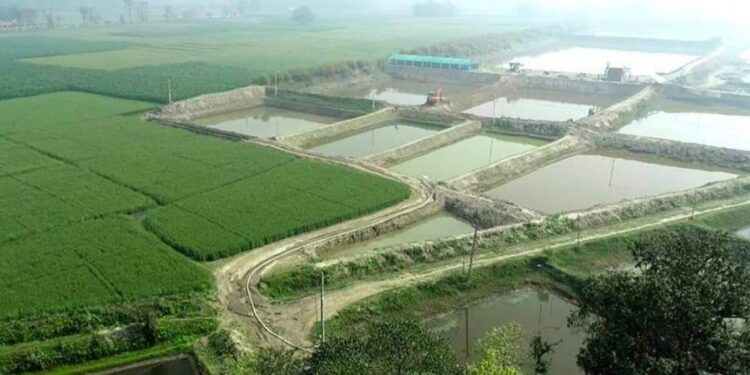 Bihar Fishery Scheme 2025: बिहार में मछली पालन से बनेगा रोजगार का समंदर! जानिए सरकार की नई योजना और तगड़ा अनुदान