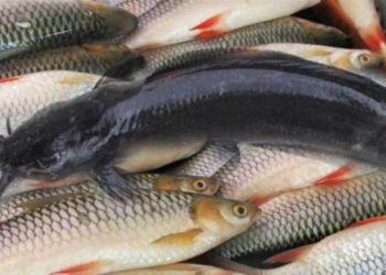 Bihar Fishery Growth: बिहार में मछली पालन ने रचा कमाल: 20 साल में 3 गुना बढ़ा उत्पादन, लाखों को मिला रोजगार!”