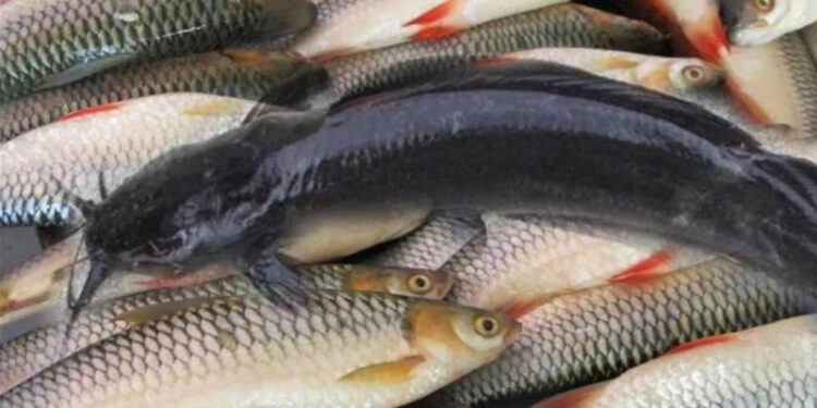 Bihar Fishery Growth: बिहार में मछली पालन ने रचा कमाल: 20 साल में 3 गुना बढ़ा उत्पादन, लाखों को मिला रोजगार!”