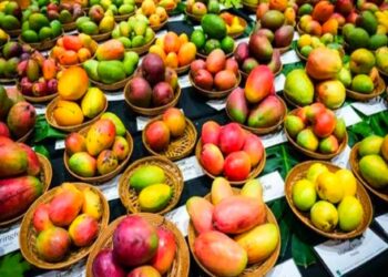 Patna Mango Festival 2025: 28-29 जून को पटना में लगेगा आमों का मेला – खाओ आम, पाओ इनाम, देखो दर्जनों वैरायटी एक साथ!
