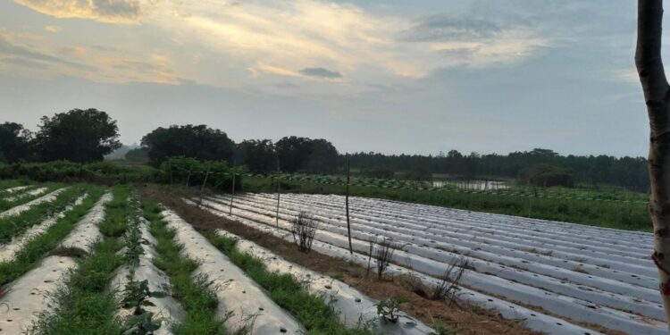 Bihar Sinchai Yojana: गोपालगंज-सिवान-सारण के किसानों को बड़ी राहत! 2061 करोड़ की योजना से लाखों हेक्टेयर में सिंचाई संभव