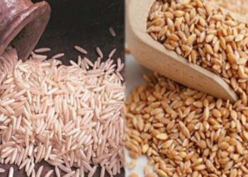 Bihar Crop Production 2025: बिहार में अनाज उत्पादन ने तोड़ा रिकॉर्ड! चावल, गेहूं और मक्का में ऐतिहासिक बढ़ोतरी