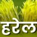 हरेला की हरियाली बनाम धूसर यथार्थ: उत्तराखंड की हरित रस्म और वन विनाश का अंतर्विरोध
