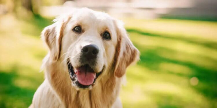 Dog Babu Certificate Scam: ‘डॉग बाबू’ के नाम पर बना आवास प्रमाण-पत्र! बिहार में डिजिटल फर्जीवाड़े पर गिरी सरकार की गाज