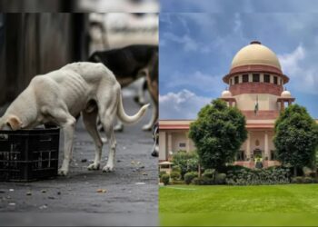 सुप्रीम कोर्ट का आज बड़ा फैसला: आवारा कुत्ते रहेंगे शेल्टर होम में या सड़क पर? जानें पूरा मामला