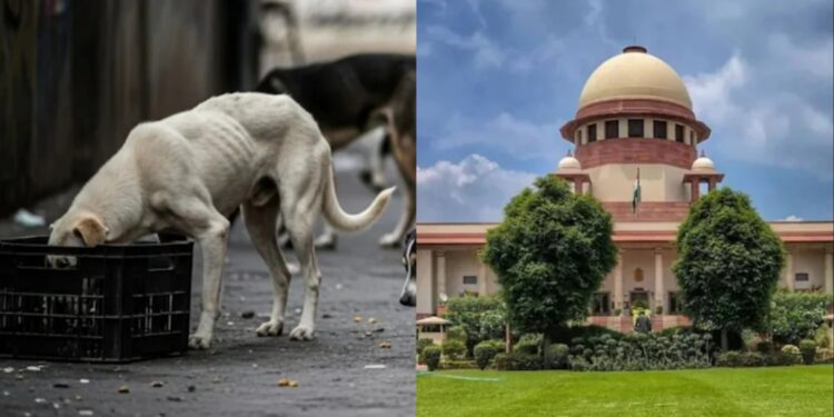सुप्रीम कोर्ट का आज बड़ा फैसला: आवारा कुत्ते रहेंगे शेल्टर होम में या सड़क पर? जानें पूरा मामला