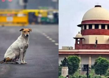 SC का बड़ा आदेश: अब राज्यों पर होगी जिम्मेदारी, 70% कुत्तों की नसबंदी और टीकाकरण अनिवार्य