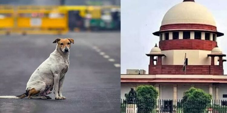 SC का बड़ा आदेश: अब राज्यों पर होगी जिम्मेदारी, 70% कुत्तों की नसबंदी और टीकाकरण अनिवार्य