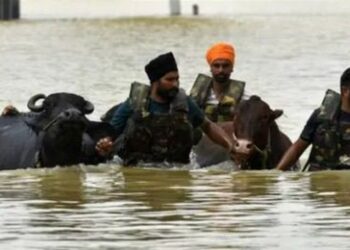 Punjab Flood Relief: CM मान सरकार ने सिर्फ 7 दिन में बचाए 1.75 लाख से ज़्यादा पशु, ‘गल-घोटू’ से किसानों की रोज़ी-रोटी सुरक्षित