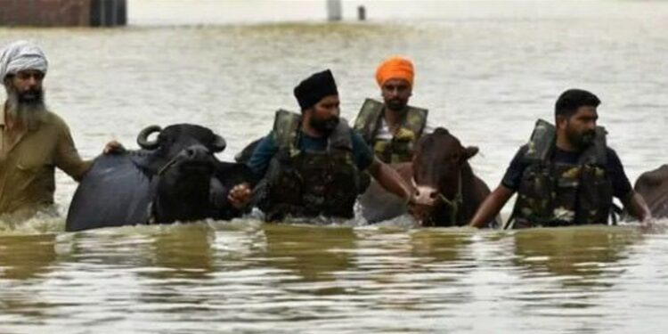 Punjab Flood Relief: CM मान सरकार ने सिर्फ 7 दिन में बचाए 1.75 लाख से ज़्यादा पशु, ‘गल-घोटू’ से किसानों की रोज़ी-रोटी सुरक्षित