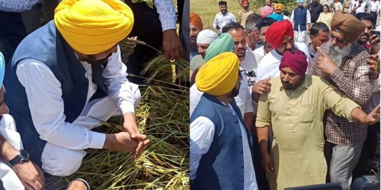 Punjab Flood Relief: CM मान का बड़ा ऐलान – विशेष गिरदावरी से हर किसान को मिलेगा मुआवज़ा, बीज-खाद भी मुफ्त